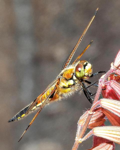 Four-spotted Skimmer