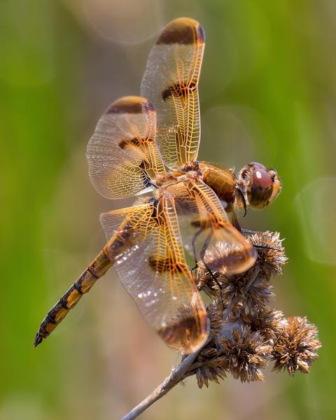 Painted Skimmer
