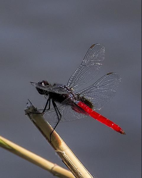 Mexican Scarlet-tail