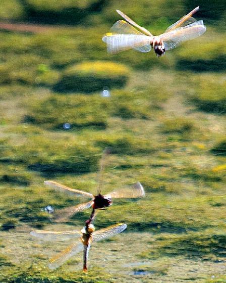 Saffron-winged Meadowhawk