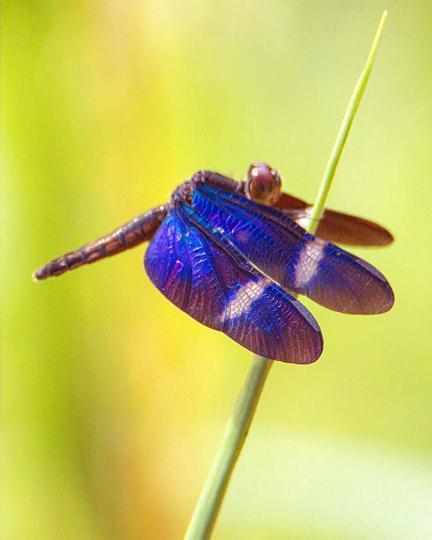 Zenithoptera fasciata