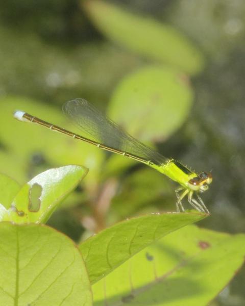 Tropical Forktail