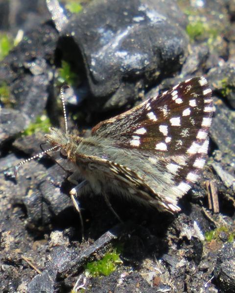 Two-banded Checkered-Skipper
