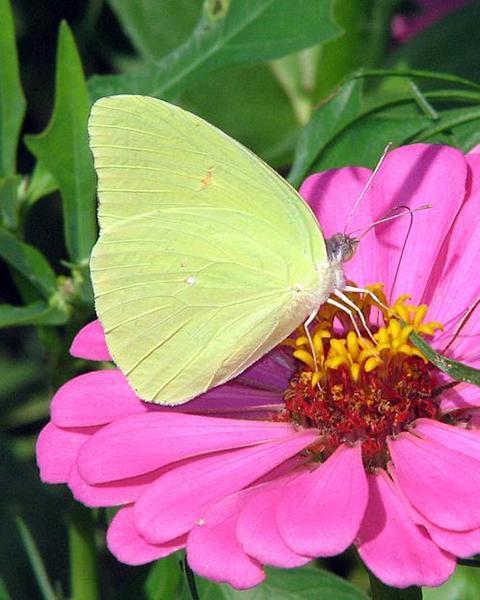 Cloudless Sulphur