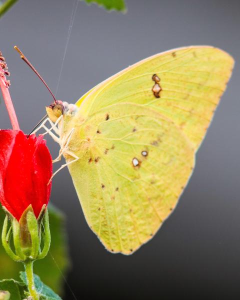 Cloudless Sulphur