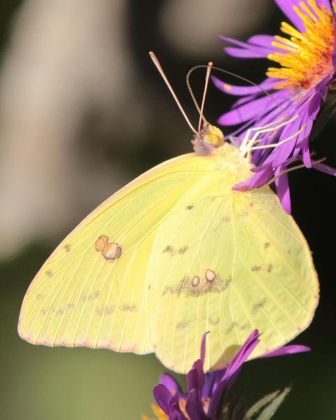 Cloudless Sulphur