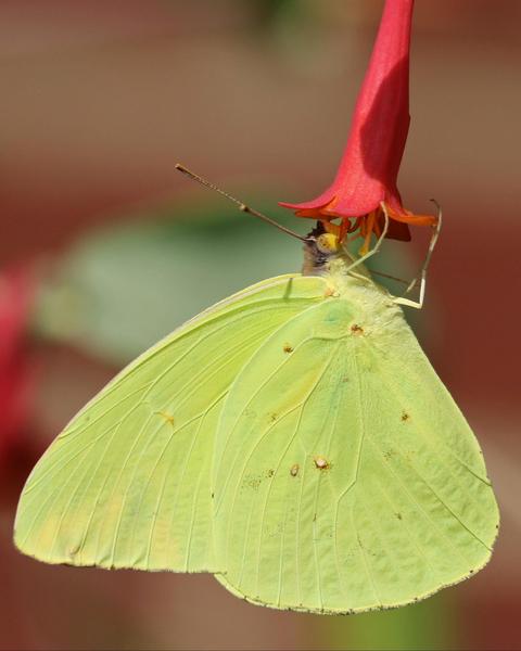 Cloudless Sulphur