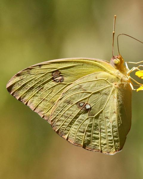 Cloudless Sulphur