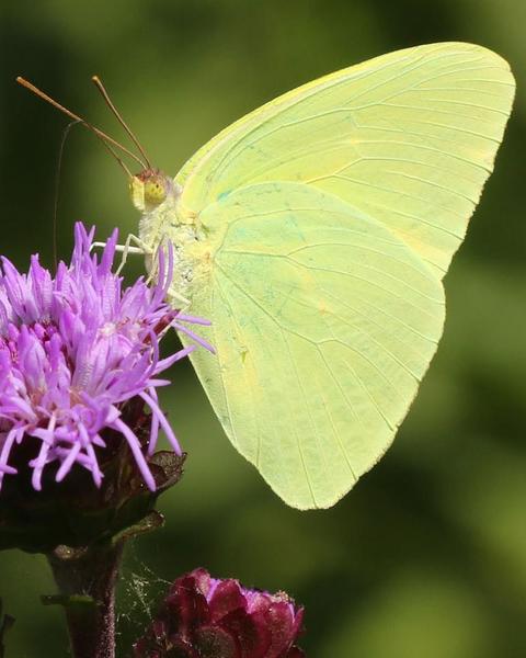 Cloudless Sulphur