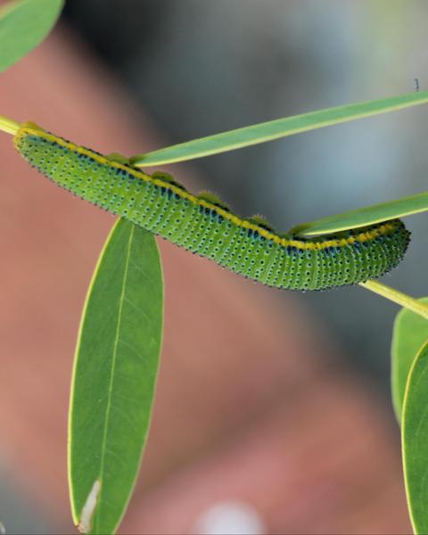 Cloudless Sulphur