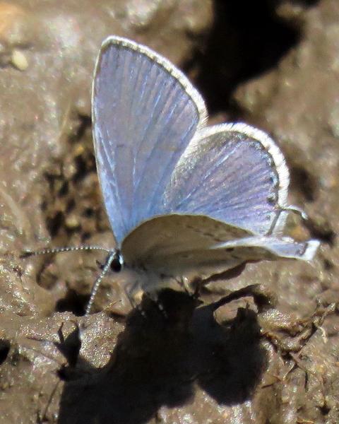 Western Tailed-Blue