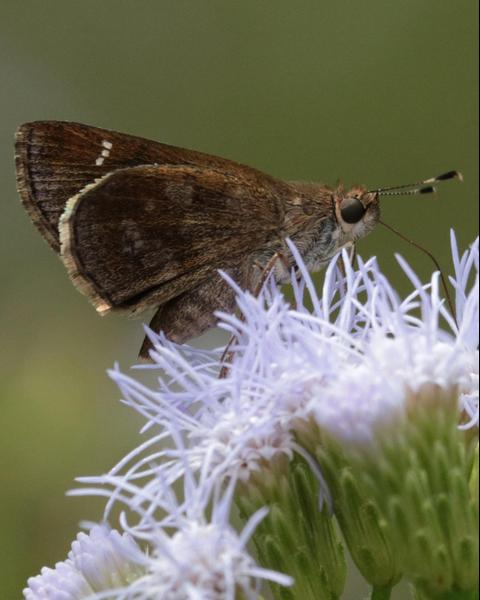 Fawn-spotted Skipper