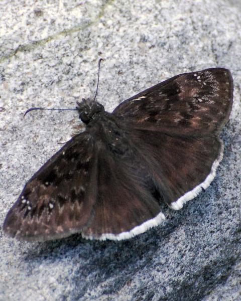 Mournful Duskywing