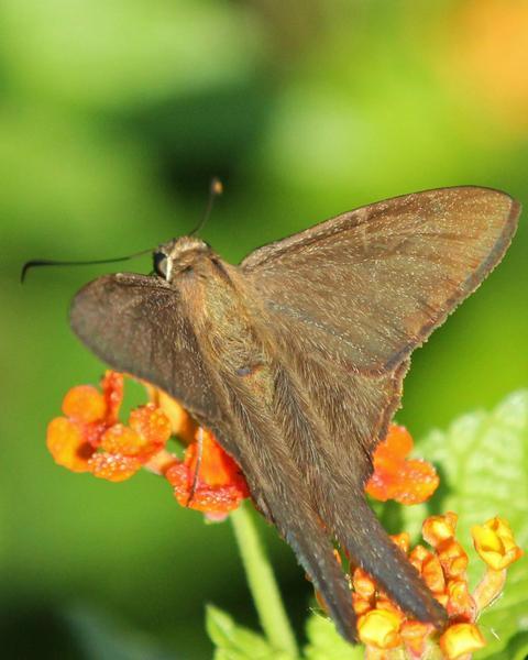 Brown Longtail