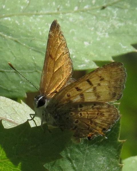 Tailed Copper