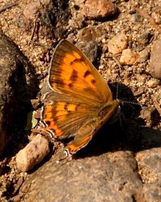 Tailed Copper