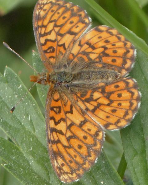 Relict Fritillary