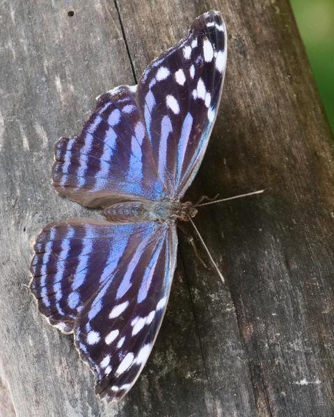 Mexican Bluewing