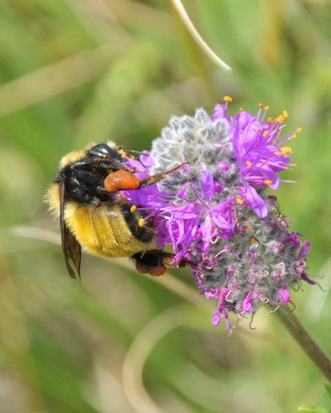 Northern amber bumble bee