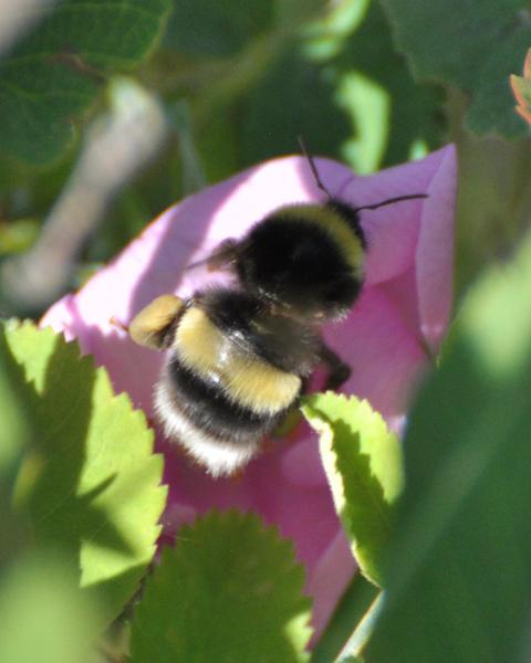 Cryptic bumble bee