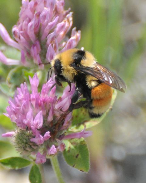 Hunt's bumble bee