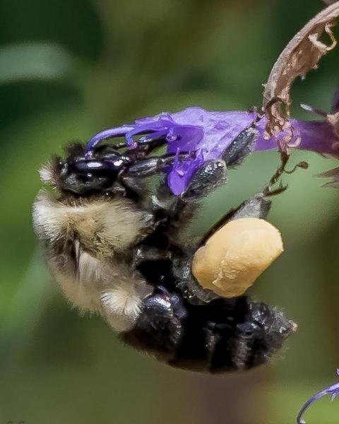 Common eastern bumble bee