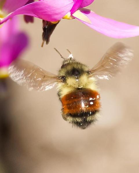 Black-tailed bumble bee