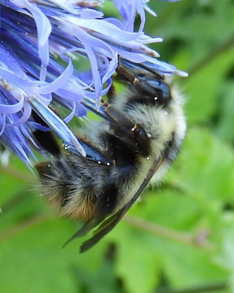 Fuzzy-horned bumble bee