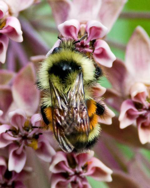 Tri-colored bumble bee