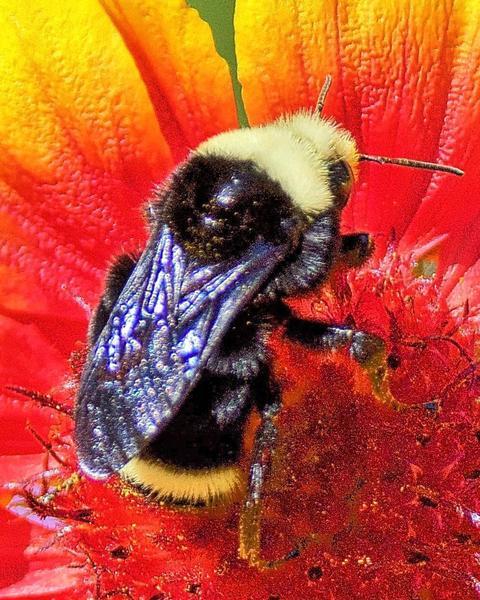 Yellow-faced bumble bee