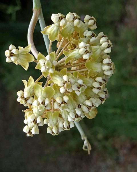 Whitestem milkweed