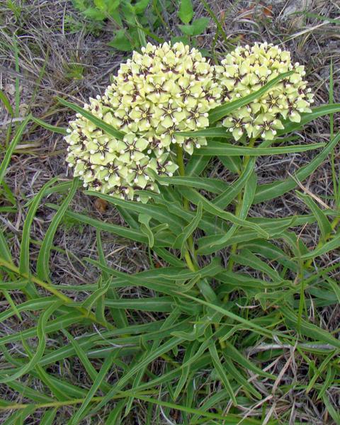 Spider milkweed