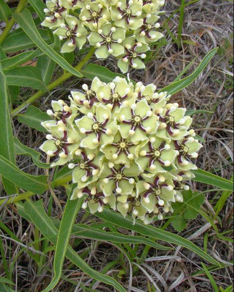 Spider milkweed