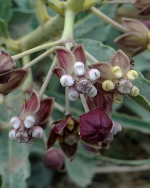 Bract milkweed