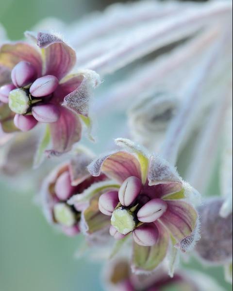 California milkweed