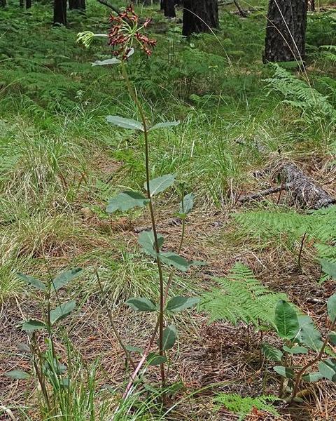 Mahogany milkweed