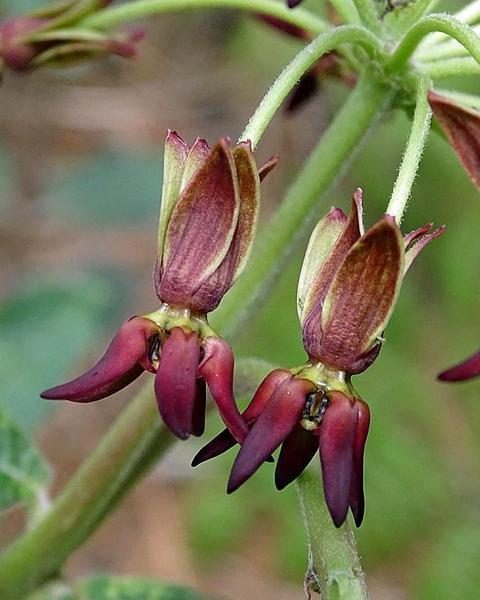 Mahogany milkweed