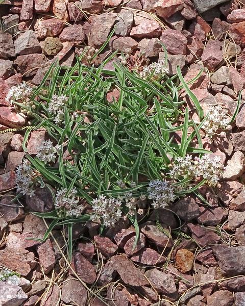 Dwarf milkweed