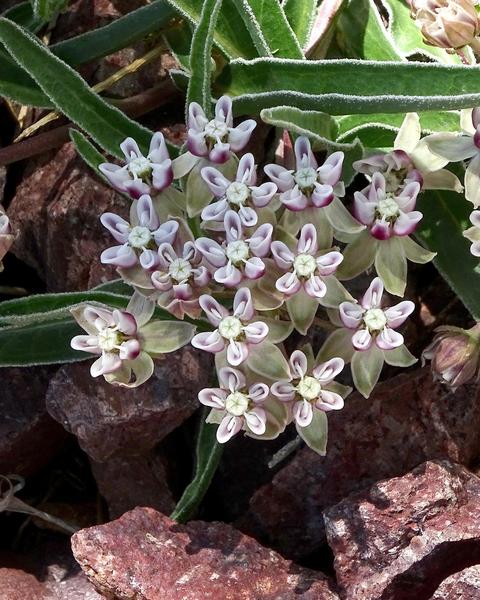 Dwarf milkweed