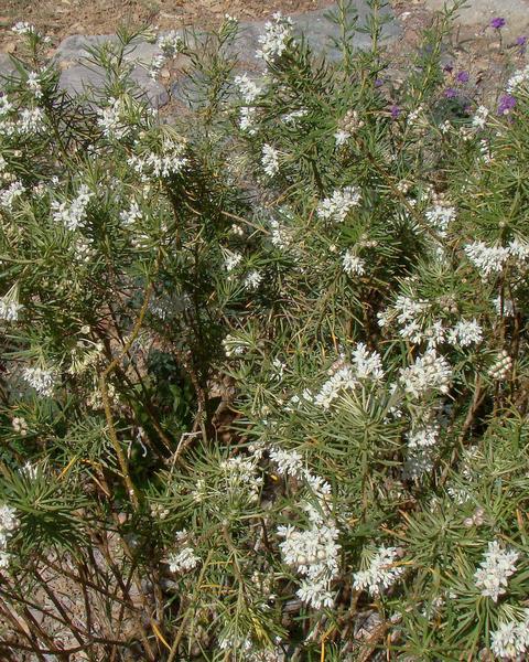 Pineneedle milkweed