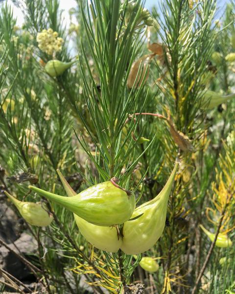 Pineneedle milkweed