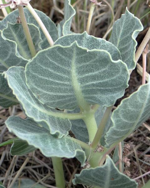 Tufted milkweed