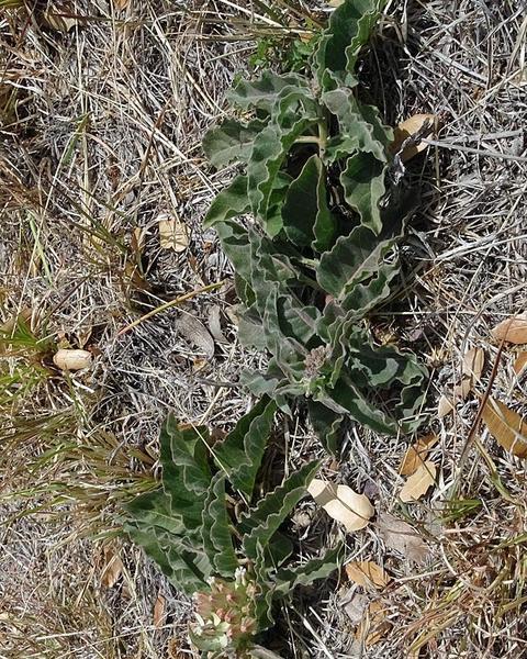 Mojave milkweed