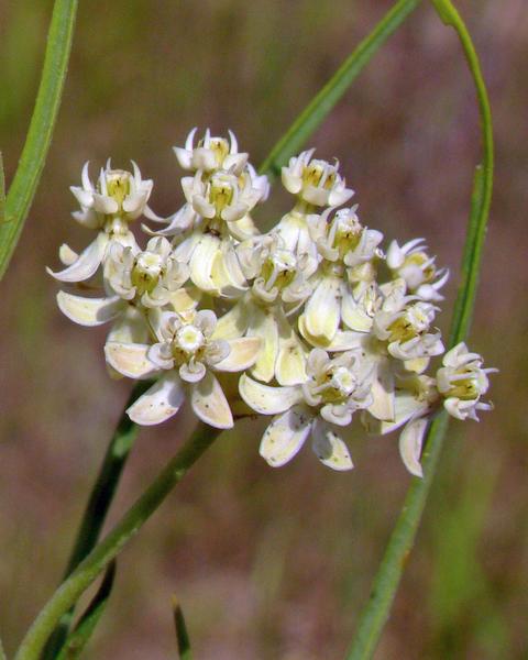 Horsetail milkweed