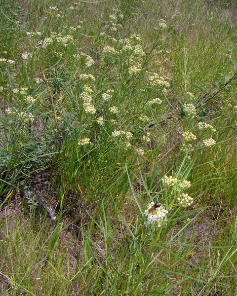 Horsetail milkweed