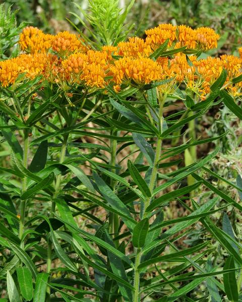 Butterfly milkweed