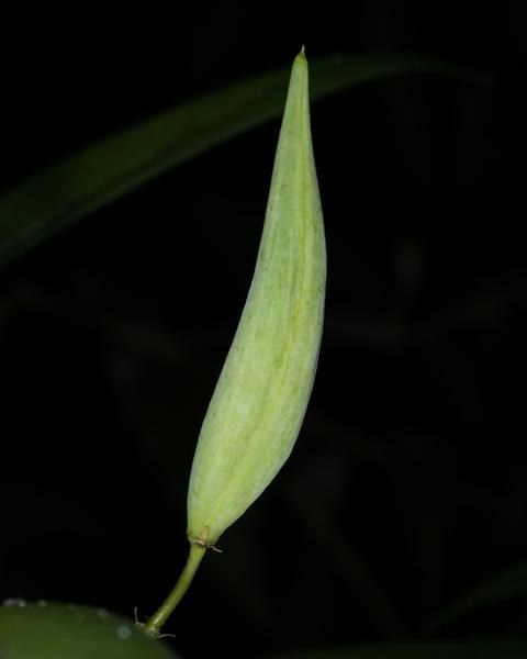 Tropical milkweed
