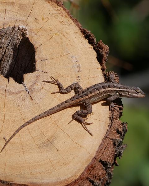 Rose-bellied Lizard