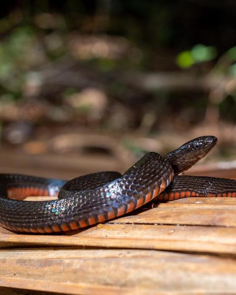 Black Swamp Snake