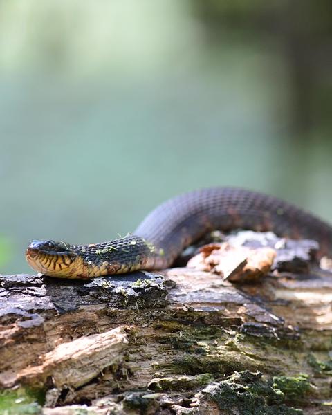 Southern Water Snake